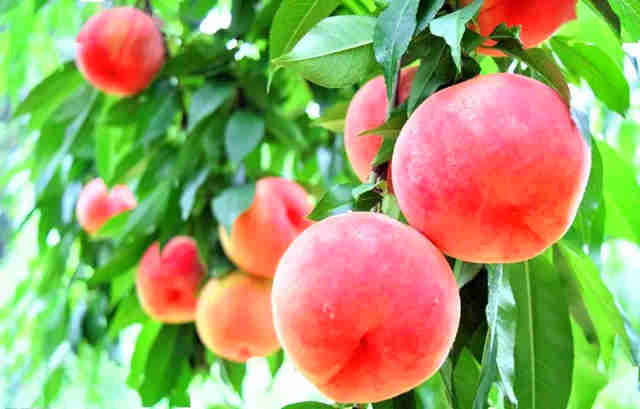 春天最健全的礼物，葫芦岛葫芦古镇春雪红桃成熟啦！